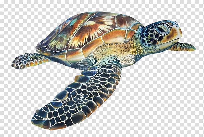 Loggerhead sea turtle Hawksbill sea turtle Tortoise, turtle transparent background PNG clipart