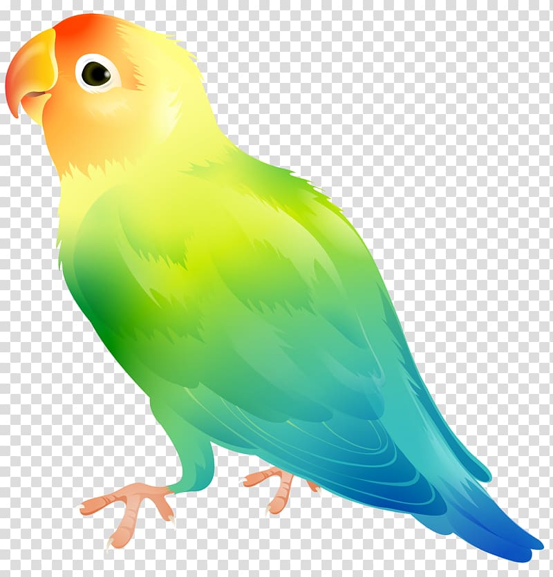 green, blue, and yellow bird , Lovebird Parrot , Parrot Bird transparent background PNG clipart