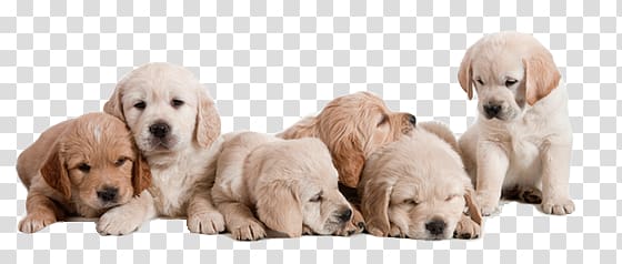 Puppy Basset Hound Golden Retriever Labrador Retriever Pet, puppy transparent background PNG clipart