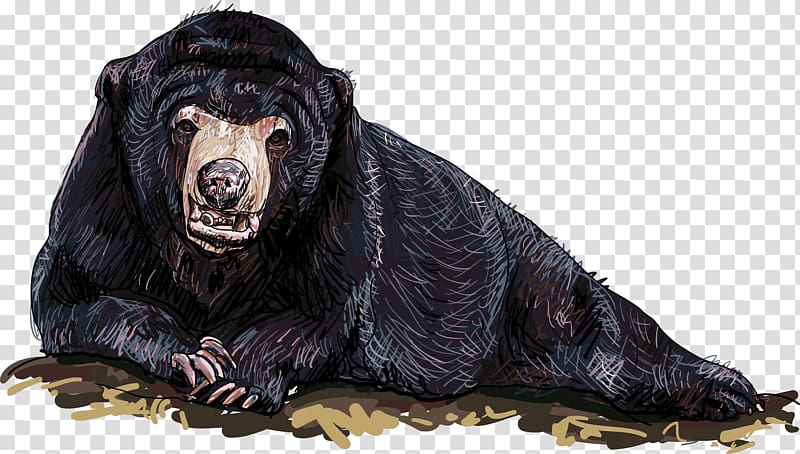 Polar bear Wolf graphics Illustration, bear transparent background PNG clipart