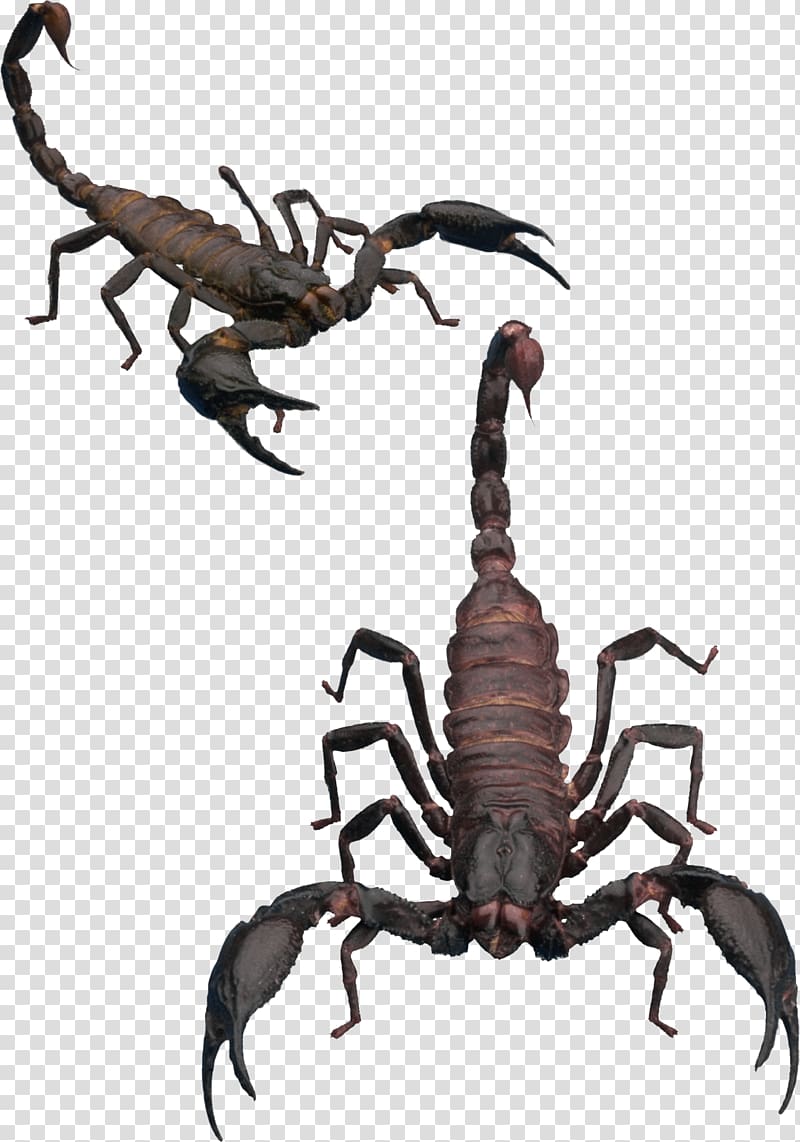 Scorpion Icon, Scorpion transparent background PNG clipart