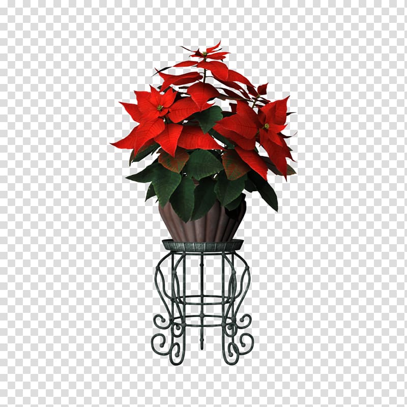 Flowerpot Poinsettia Plant, flower pot transparent background PNG clipart