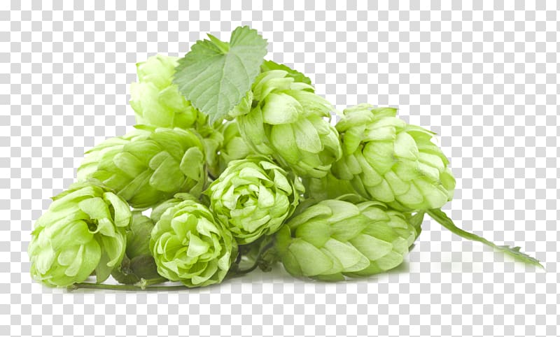 stem of green rosebuds , Beer Brewing Grains & Malts India pale ale Hops Brewery, vektor transparent background PNG clipart
