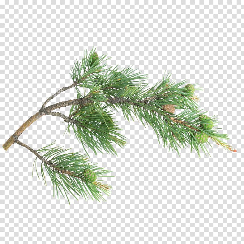 Fir Spruce Pine Christmas ornament Christmas Day, pine branch transparent background PNG clipart