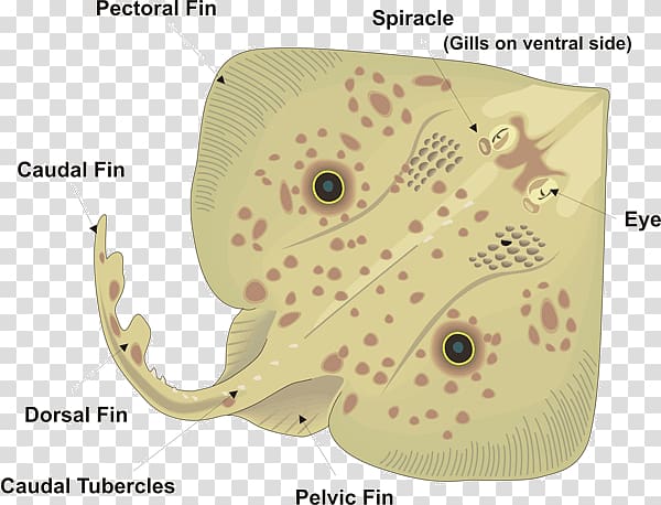 Common skate Batoidea Anatomy Ventraal, ray fish transparent background PNG clipart