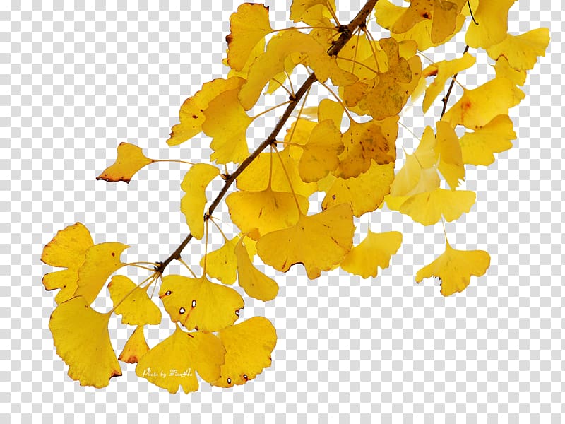 Ginkgo biloba Leaf, Beautiful Jinhuang Feng falling leaves transparent background PNG clipart