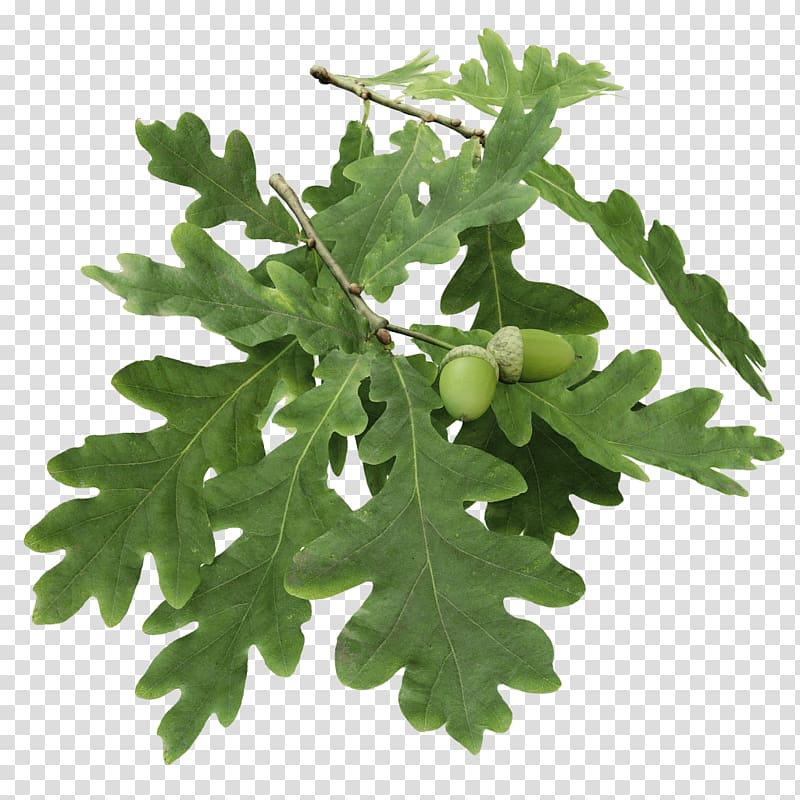 English oak Abies amabilis Tree Branch Twig, oak transparent background PNG clipart