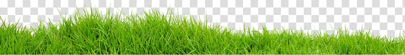 Vetiver Wheatgrass Grassland Prairie Meadow, grass transparent background PNG clipart