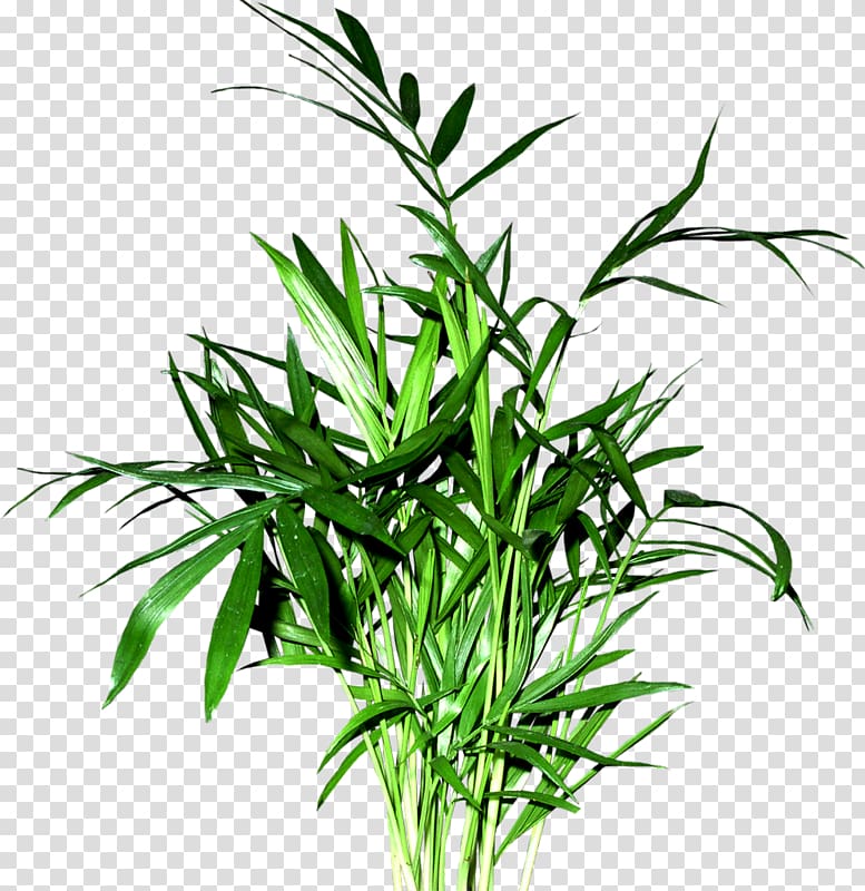 Leaf Computer Software, Green bamboo leaves transparent background PNG clipart