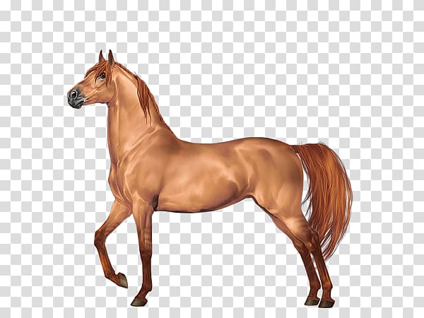 Mustang Morgan horse Stallion Gypsy horse Foal, Horse Breed transparent background PNG clipart