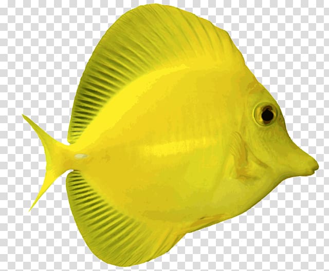 Angelfish Yellow tang Palette surgeonfish , Aquarium transparent background PNG clipart