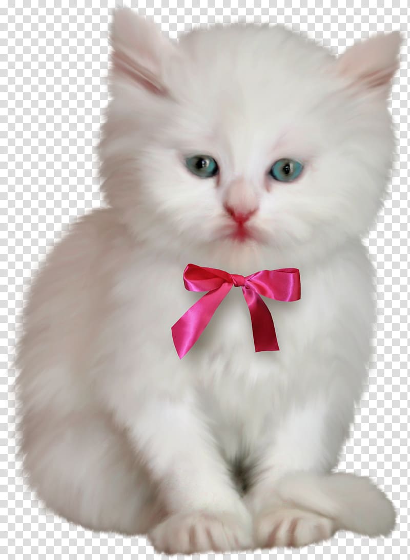 Cat Kitten Hello Kitty, White cat transparent background PNG clipart