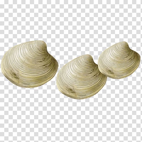 Steamed clams Seafood Watch Shellfish, clam transparent background PNG clipart