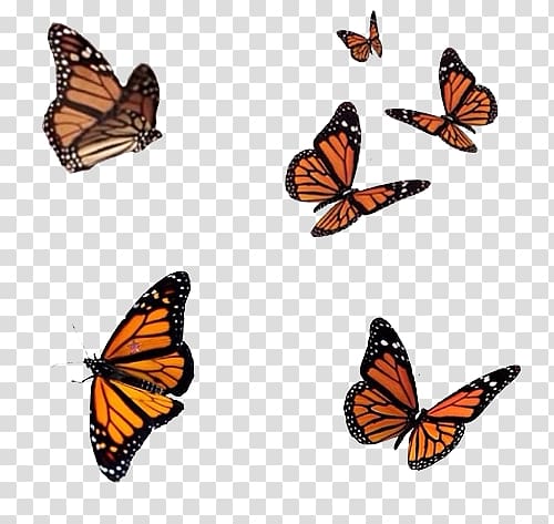 Butterfly editing, butterfly transparent background PNG clipart