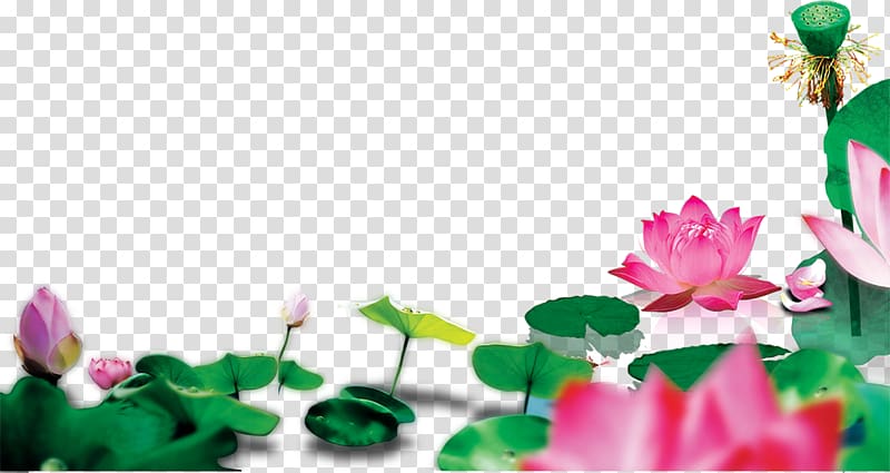 Lotus Pond Nelumbo nucifera , Lotus leaf transparent background PNG clipart