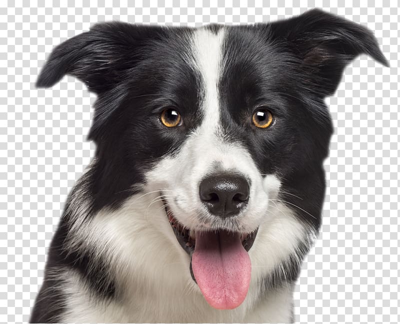 Border Collie Rough Collie German Shepherd Labrador Retriever Puppy, puppy transparent background PNG clipart