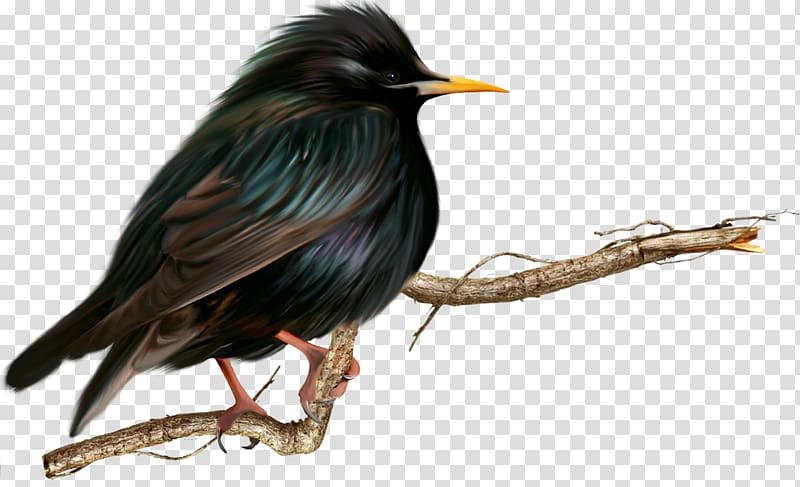 Beak Fauna, Birds transparent background PNG clipart