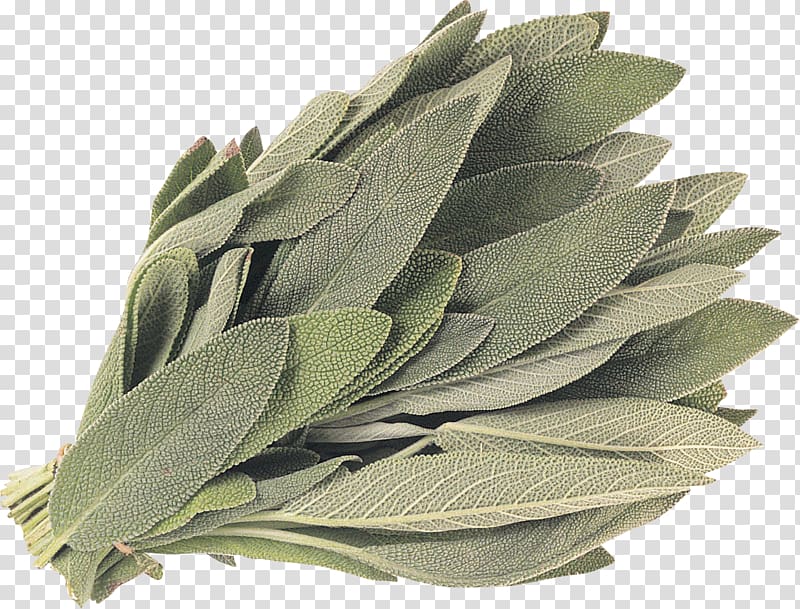 White sage Common sage Energy Smudging Plant, medicinal herbs transparent background PNG clipart