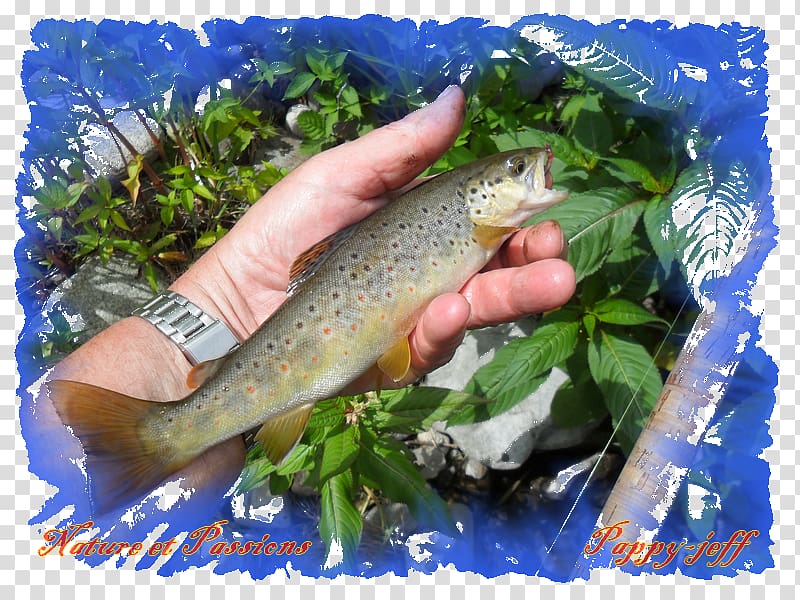 Salmon Fish products Cutthroat trout 09777, Premier Juillet transparent background PNG clipart