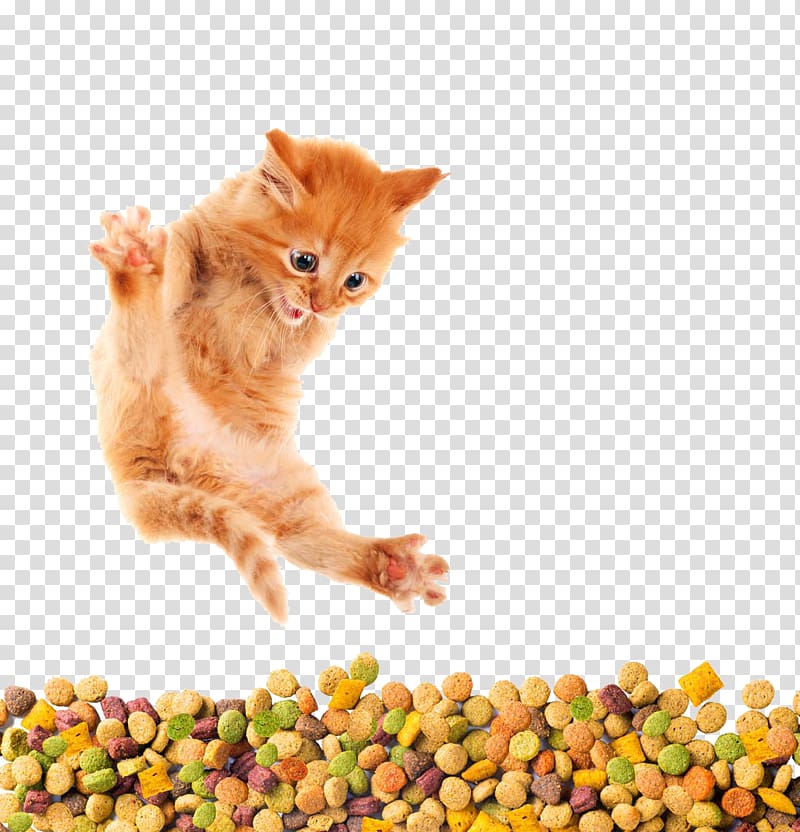 Cat Food Kitten Dog Horse, Creative Cat Food transparent background PNG clipart