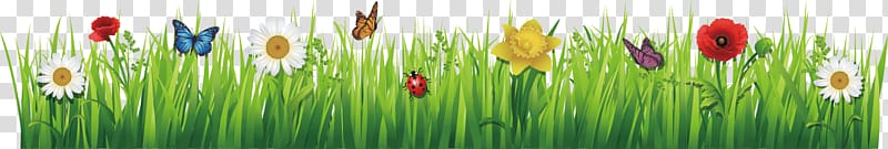 Temperate grasslands, savannas, and shrublands , Cartoon rose flat transparent background PNG clipart