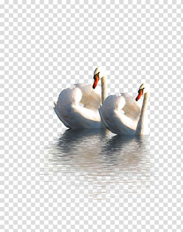 two white ducks in body of water, Cygnini Swan goose Duck Domestic goose, Goose transparent background PNG clipart