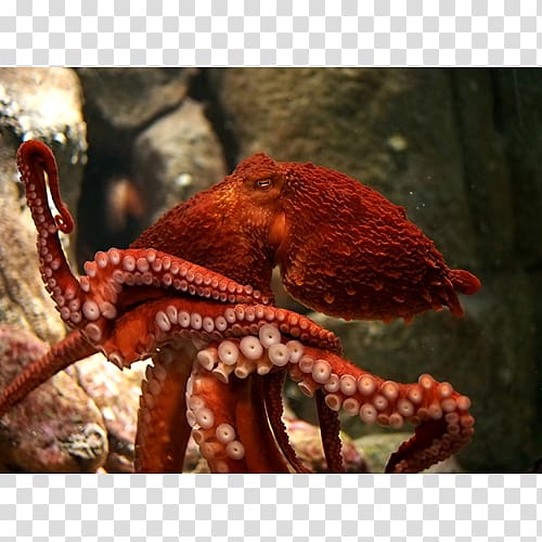 Giant Pacific octopus Greater blue-ringed octopus Female Cephalopod, Biggest Giant Pacific Octopus transparent background PNG clipart