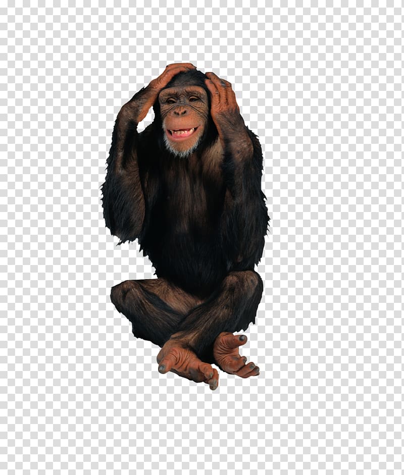 Primate Chimpanzee Gorilla Ape Monkey, Black gorilla transparent background PNG clipart