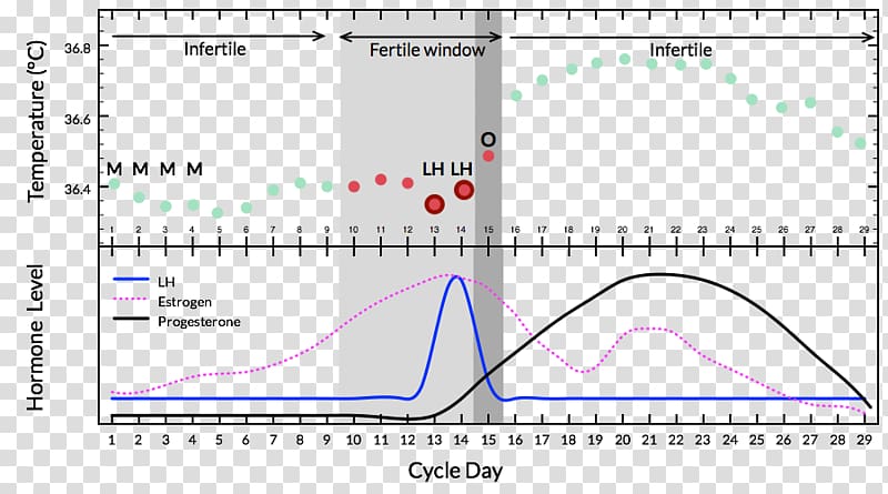 Menstrual cycle Basal body temperature Menstruation Natural Cycles Document, Lh transparent background PNG clipart