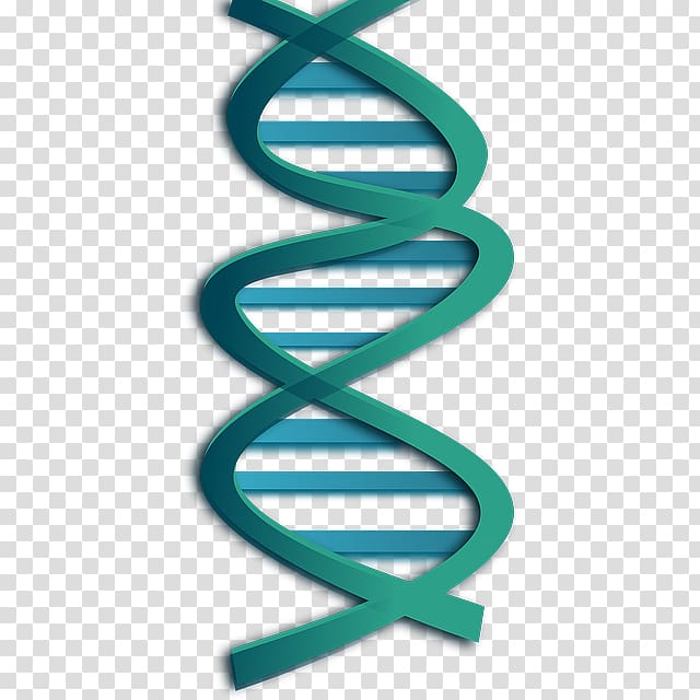 DNA Nucleic acid double helix , Double Helix transparent background PNG clipart