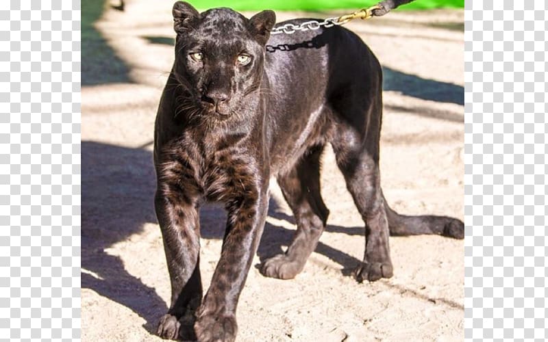 Dog breed Leopard Black panther Tiger Catahoula Cur, leopard transparent background PNG clipart