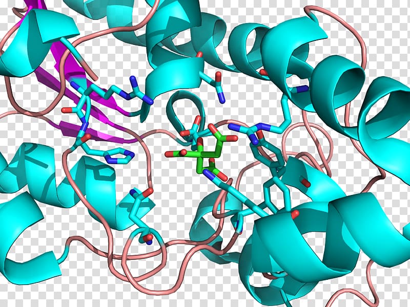 Bisphosphoglycerate mutase Active site 3-Phosphoglyceric acid, chromosome transparent background PNG clipart