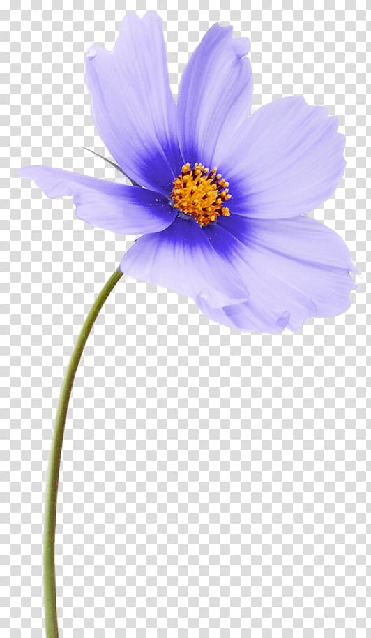 Flower Desktop , flower transparent background PNG clipart