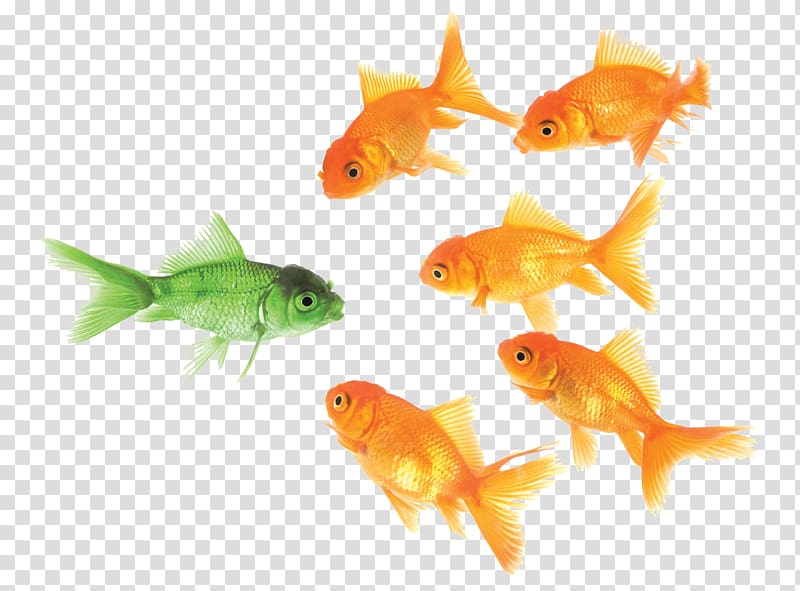 Social media Company Marketing Business, goldfish transparent background PNG clipart