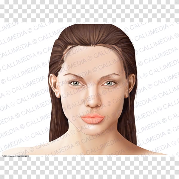 Anatomy Head Face Physiology Human body, Face transparent background PNG clipart