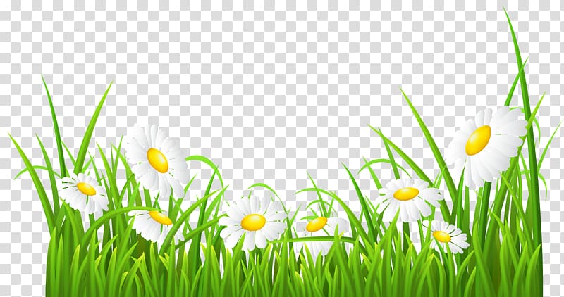 white flowers illustration, Common daisy , White Daisies and Grass transparent background PNG clipart