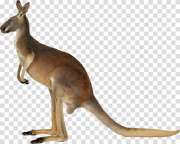 Macropods Portable Network Graphics Kangaroo Koala, kangaroo transparent background PNG clipart