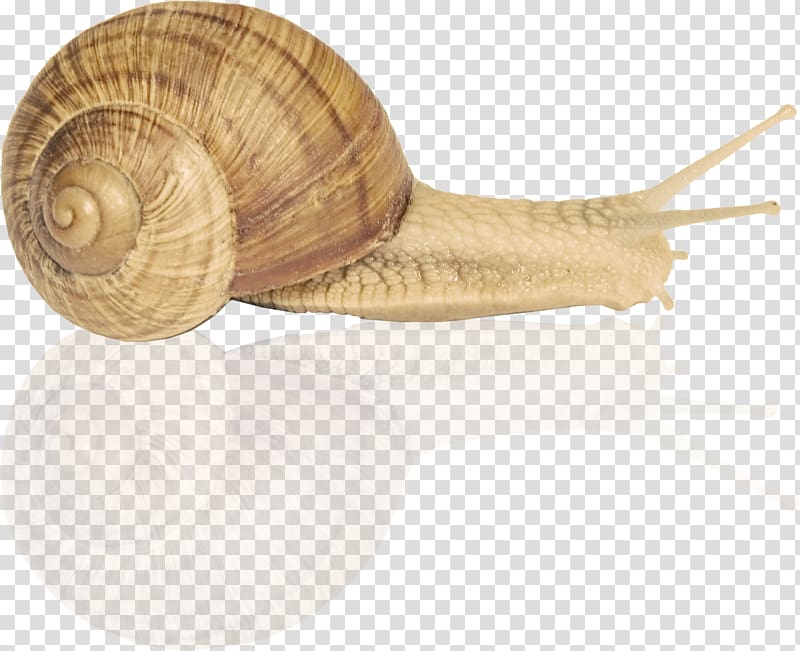 Snail Orthogastropoda Escargot , Snail transparent background PNG clipart