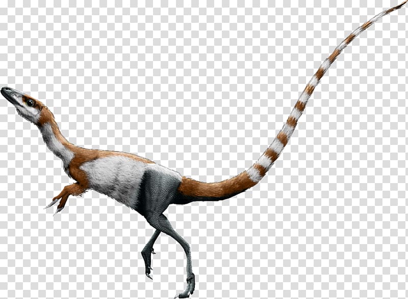 Sinosauropteryx Falcarius Conchoraptor Bird Daspletosaurus, Bird transparent background PNG clipart