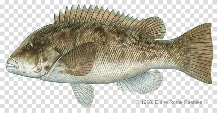 Tilapia Tautog Bass International Game Fish Association Fishing, atlantic ocean fishing rods transparent background PNG clipart