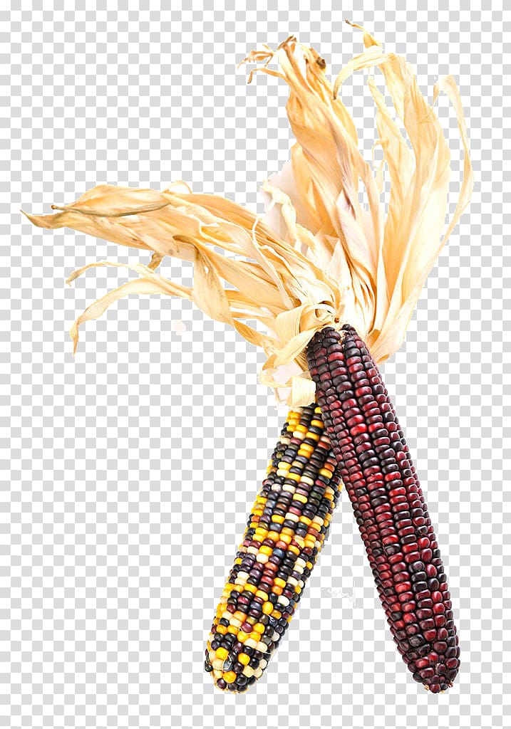 Flint corn Corn on the cob Corncob Corn kernel, corn transparent background PNG clipart