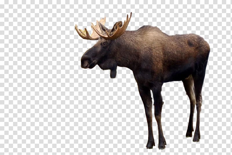 Moose Deer Horse Desktop , bull transparent background PNG clipart
