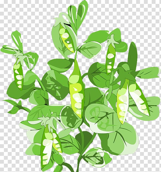 green leaf plant illustration, Pigeon pea Leaf Vegetable, pea transparent background PNG clipart