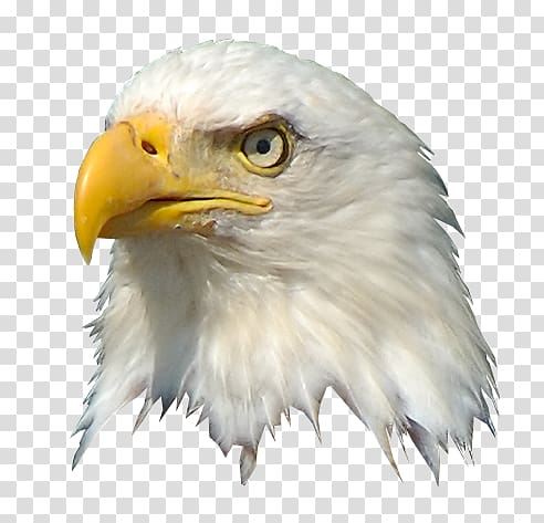 Eagle Logo PNG - american eagle outfitters, animals, beak, bird