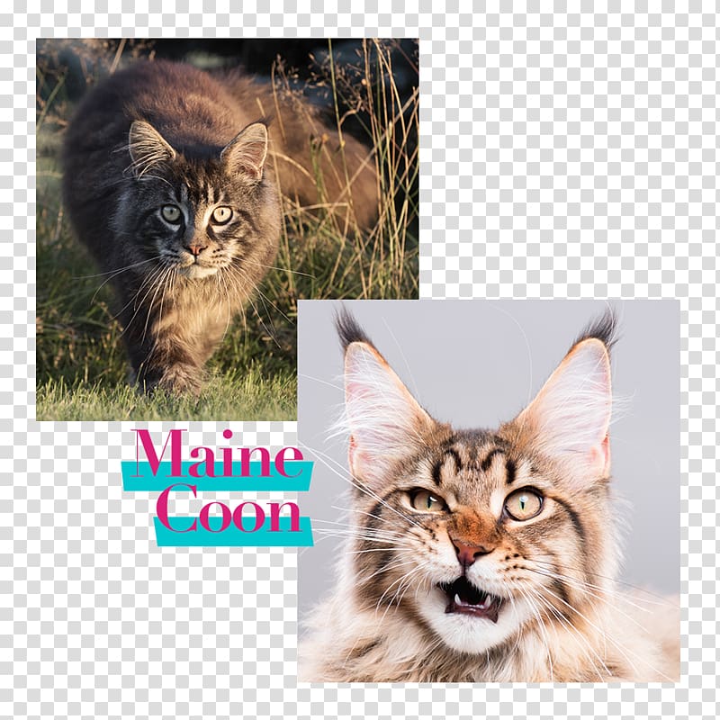 Maine Coon Cat Food Kitten Dog Horse, Maine Coon transparent background PNG clipart