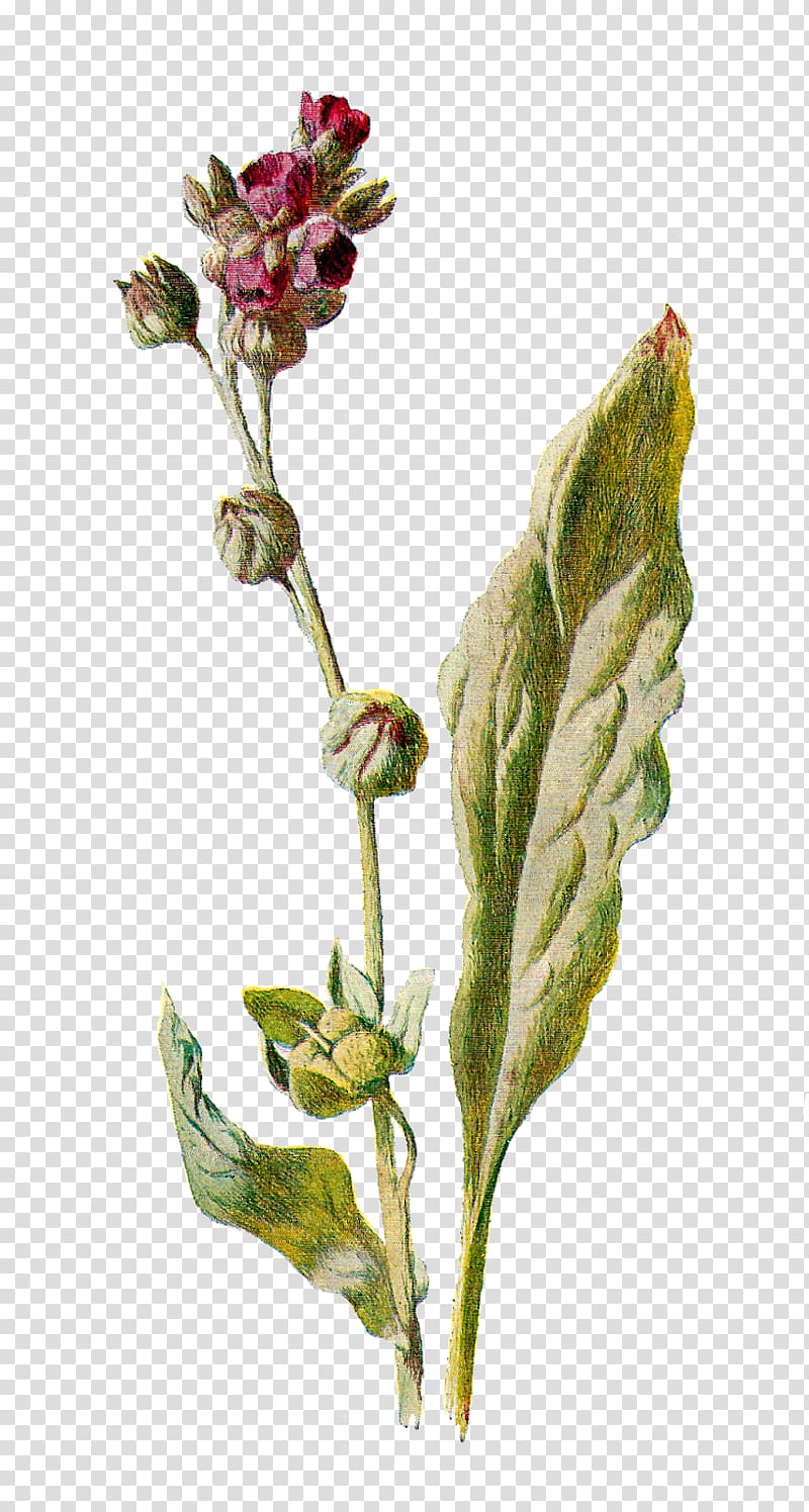 Cynoglossum officinale Botany Botanical illustration Flower , botanical ...