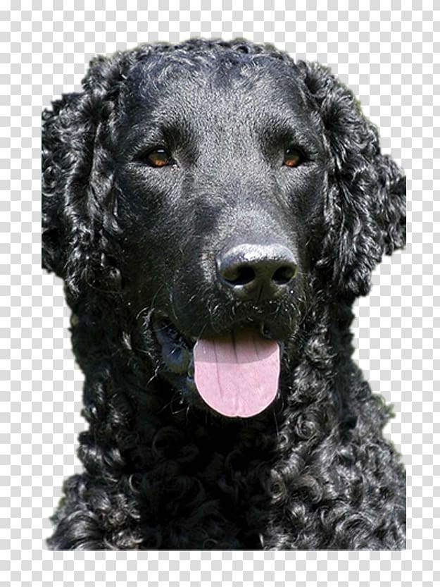 Flat-Coated Retriever Curly-Coated Retriever American Water Spaniel Irish Water Spaniel Boykin Spaniel, Docile black puppy transparent background PNG clipart