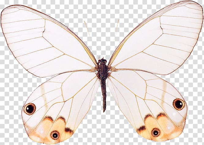 Nymphalidae Pieridae Butterfly Moth Bombycidae, butterfly transparent background PNG clipart