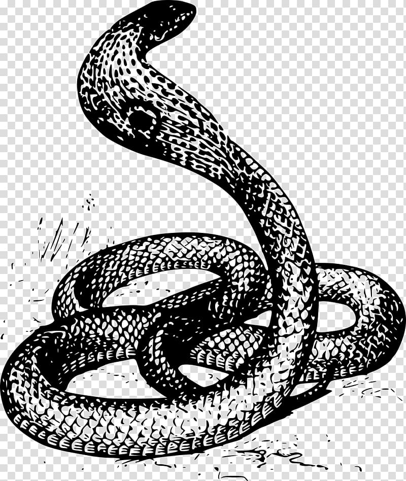 Snake Drawing Cobra , snakes transparent background PNG clipart