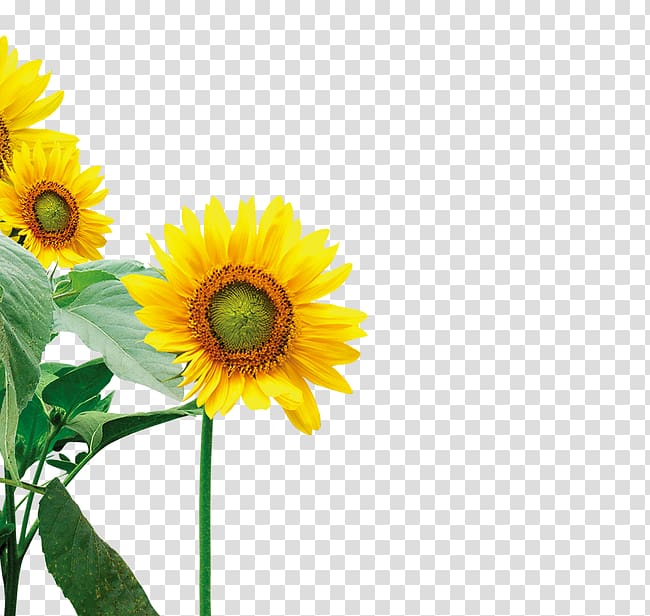 Common sunflower Yellow, Sunflower floral elements transparent background PNG clipart